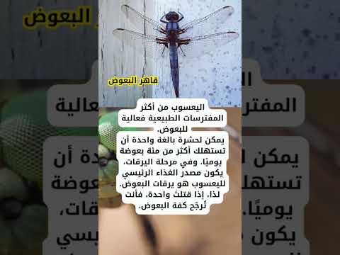 يعسوب صغير لكنه العدو الأول للبعوض كيف يحمي البيئة معلومات اكسبلور اليعسوب