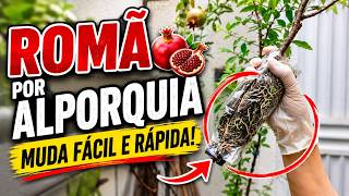 Alporquia de Romã: Método Fácil e Rápido!