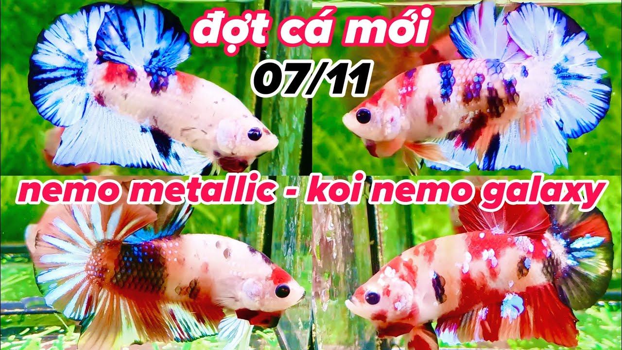 Đợt Cá Betta 07-11 Nemo Multicolor, Nemo Candy, Yellow Glx, Nemo Galaxy Size to Màu Đậm