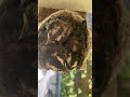 big baby birds Willie Wagtails #birdnestandbaby #babyanimal #nestingforbaby