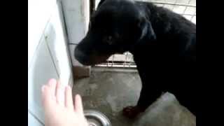 Mora 5 Years Old Big Female Hit By Car