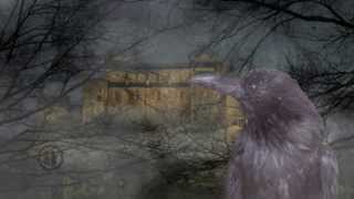 Compositing A Crow With Green Screen Animals