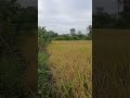 🌾#short village