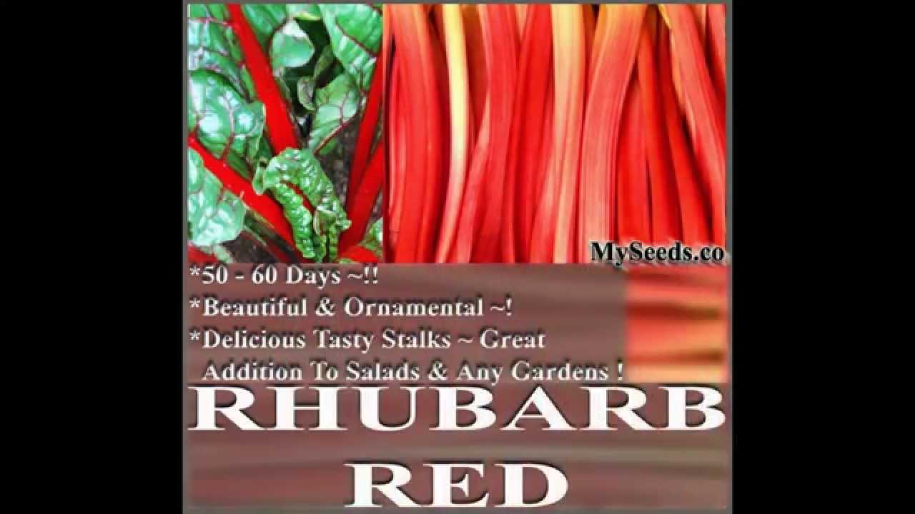 Rhubarb Red Swiss Chard Seeds - Beta vulgaris var. cicla DELICIOUS,  SEEDS on  www.MySeeds.Co