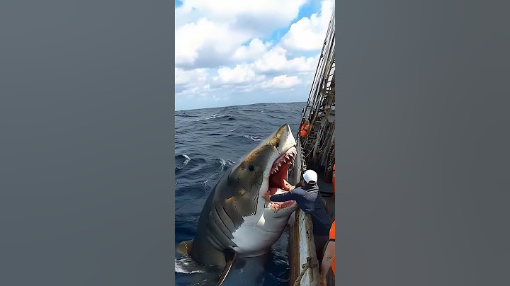 Акула хотела на борт! Рыбаки в шоке от такого гостя #fishing  #shark