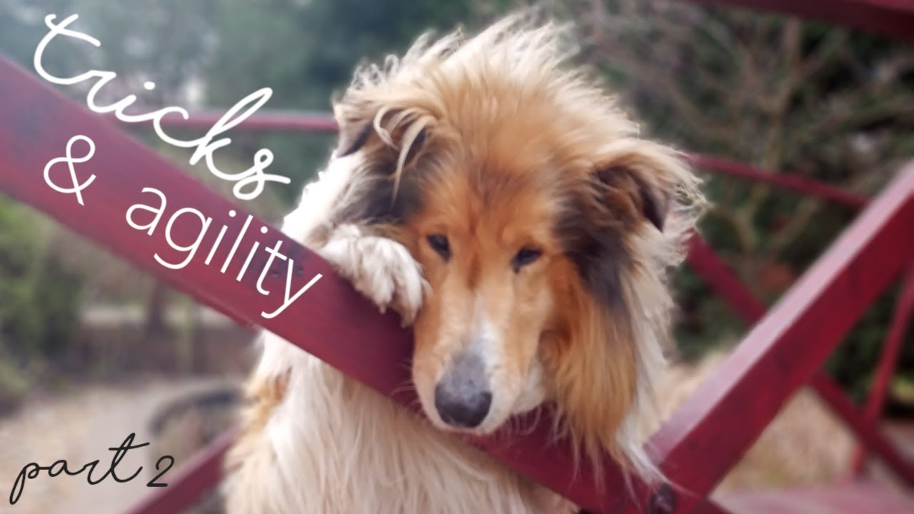 Rough collie tricks & agility part 2 YouTube