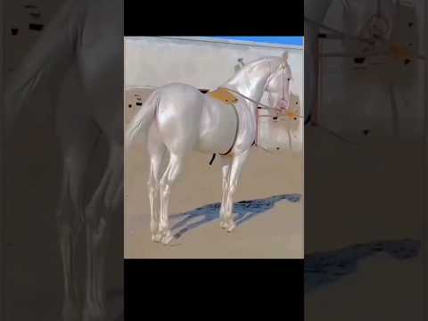 O cavalo mais
