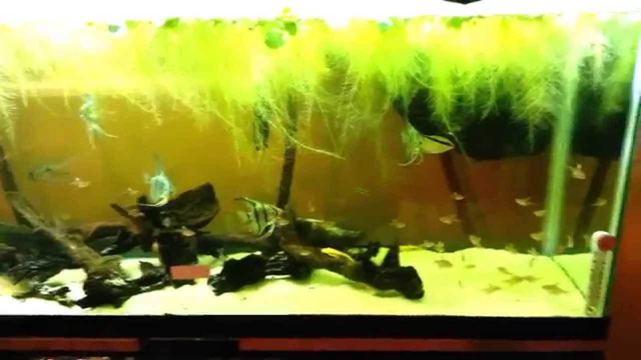 like a prayer Candy cane tetras out of quarantine