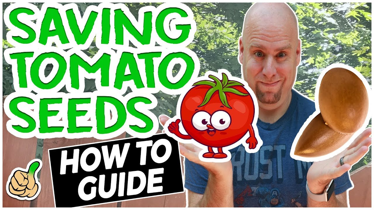 Saving Tomato Seeds for Next Year | Complete Guide