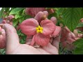 Cuidados de la Mussaenda / Flor de Cera / Lámpara de Buda / Mussaenda erythrophylla / Caraqueña