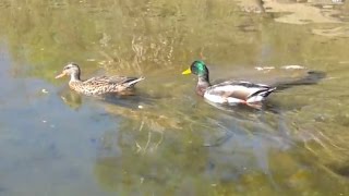Ducks Swimming by AnimalsReview 12,489 views 9 years ago 1 minute, 7 seconds