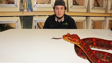 Top 5 Things I Wish I Knew Before I Became A Zookeeper.