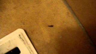 Siverfish Demonstrates the Subtle Intricacies of Scampering and Hiding