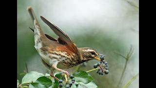 Koperwiek in de tuin | foerageren, badderen en herkennen | Vogels rond het huis