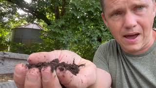 COMPOST IN 30 DAYS !!! And our interrupting TOM TURKEY!