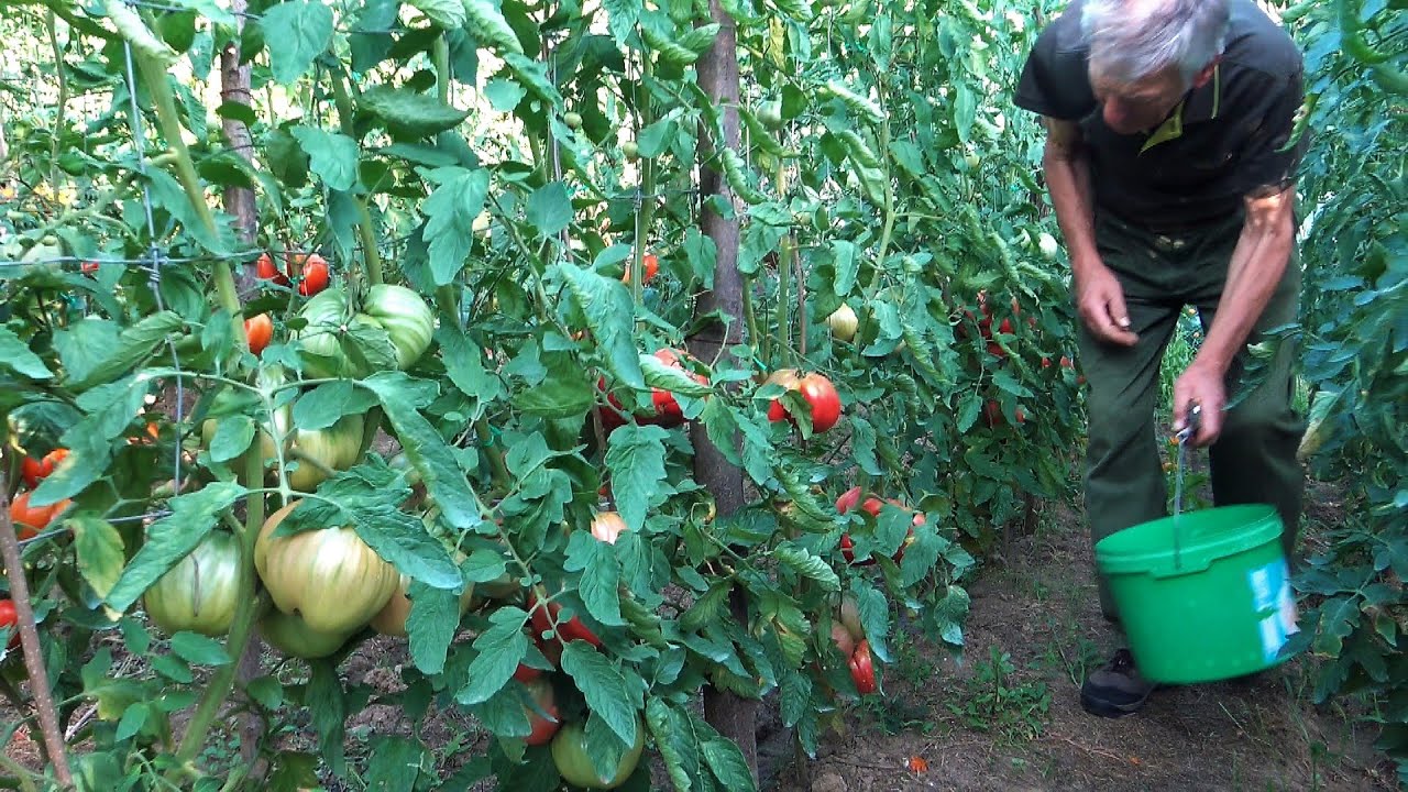 Paradicsomszüret Goldperger Andrással