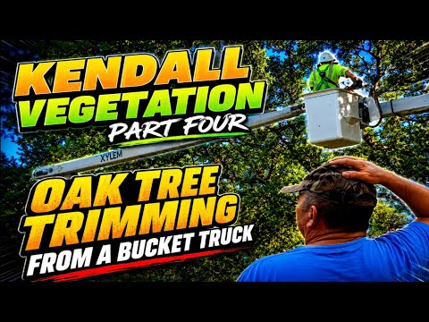 Kendall Vegetation, Part Four, Oak Tree Trimming from A Bucket Truck, 7 0 2026
