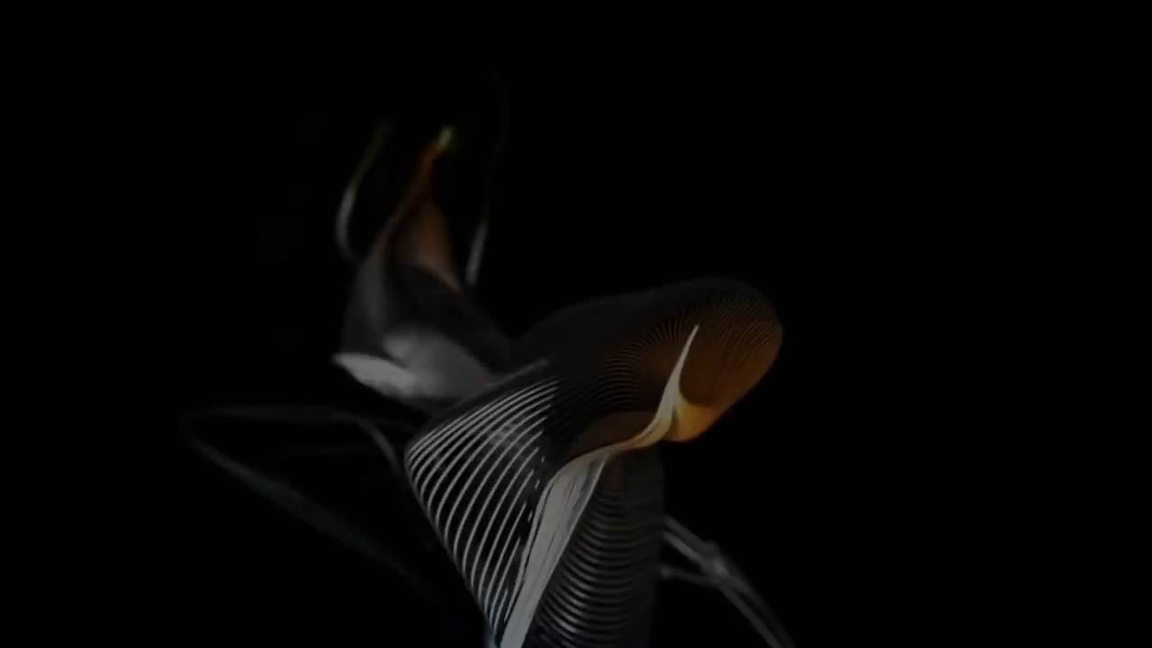 Spring Hill Entertainment / Werner Entertainment / O'Malley Ink / Starz Originals (2015)