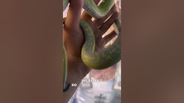 I plan on calling him Mr. Avocado #gtp #aru #biak #greentreepython #python #pythons #snake #snakes