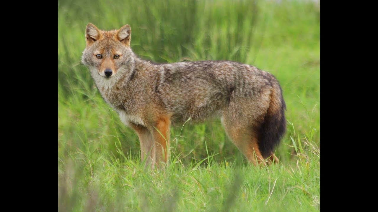Golden Jackal - Chiang Mai, Thailand - Flight of the Gibbon - Camera