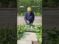 George shows us how to get the most out of a small garden | #BeechgroveGarden