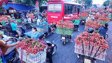 Cả Con Phố Tấp Nập Từ Mờ Sáng Mùa Thu Hoạch Vải Thiều Lớn Nhất Việt Nam