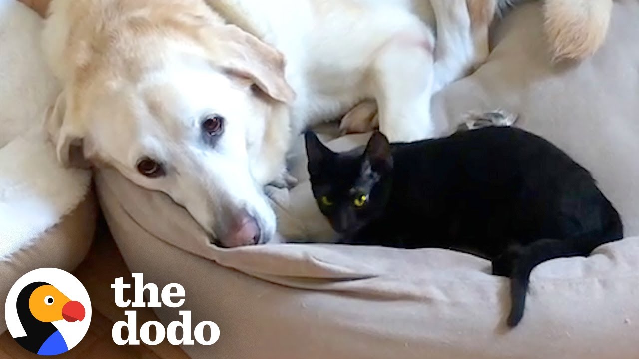 Grieving Dog Finds Love Again Thanks To This Cat | The Dodo - YouTube