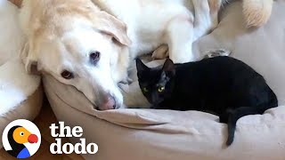 Grieving Dog Finds Love Again Thanks To This Cat The Dodo