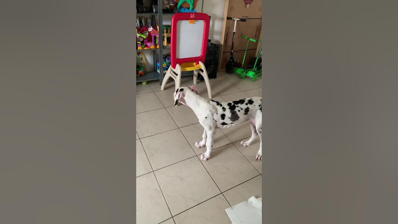 Great Dane puppy scared of Thomas the Train YouTube