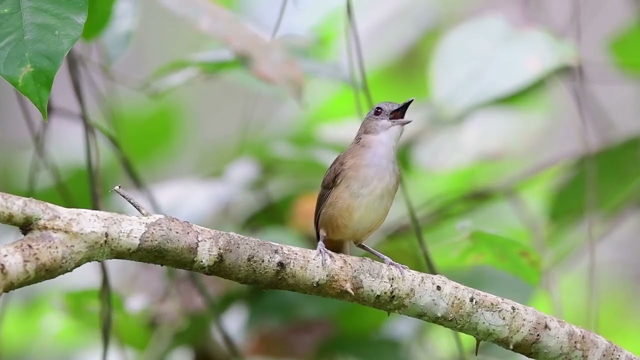 Horsfield's babbler (Malacocincla sepiaria)