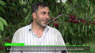 Kestelde Kiraz Üreticileri Umduğunu Bulamıyor