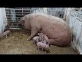 //Як працює Молокозавод//Вона спасла життя🐖Бусяндрі//Мілка❤ найдобріша свиномачуха//