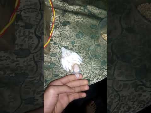 انا بشكوى التربو علشن علمني اعمل كتكوته وانا عملت كتكوته وكبرته ابو حازم