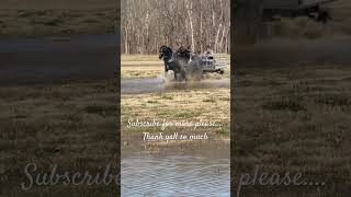 Draft Cross Horse Team The Best