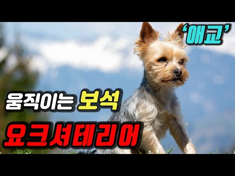 (7 Breed Series) Interesting facts about the Yorkshire Terrier in 4 minutes