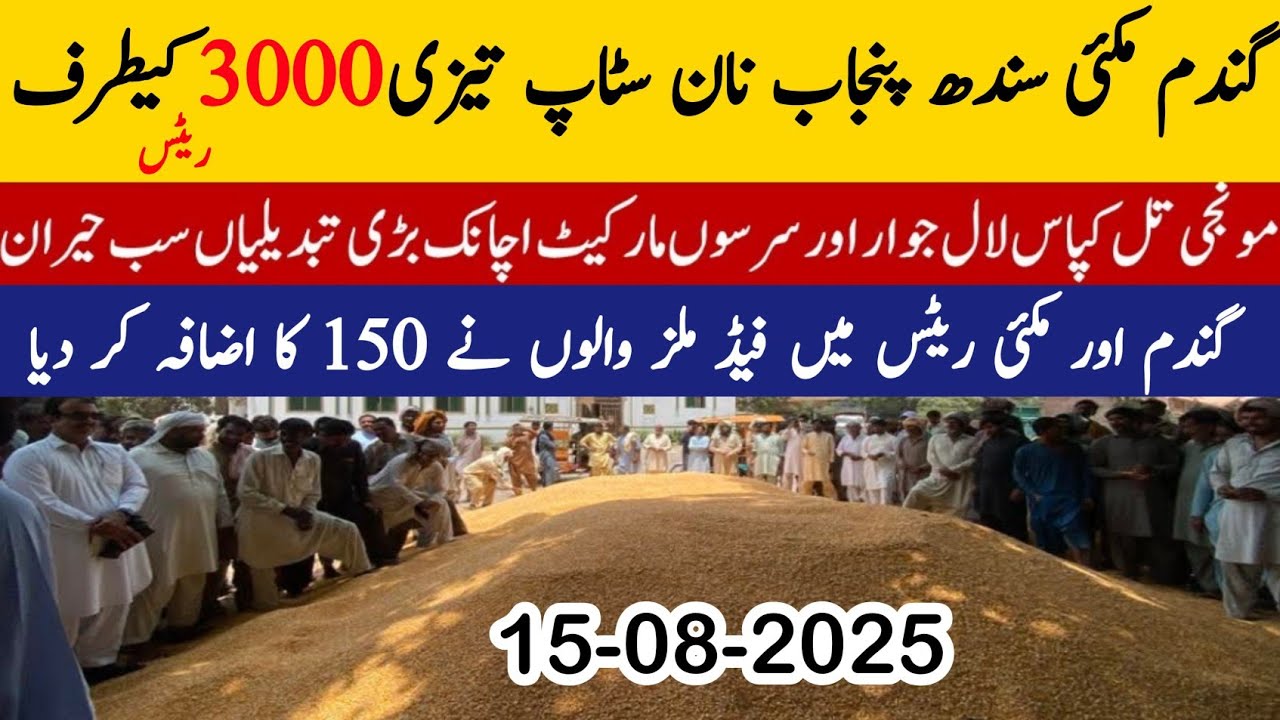 Wheat price in Pakistan/Maize 🌽 price today 2025 |Munji rates 2025 ...