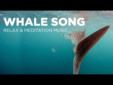Whale Song