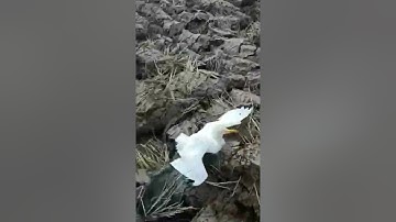 Cắt lớn săn cò trắng cái kết vồ được bằng tay ( Trương Lương Vlog )