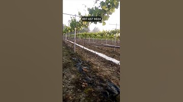 Lắp hệ thống béc tưới nhỏ giọt cho vườn nho tưới tiết kiệm nước