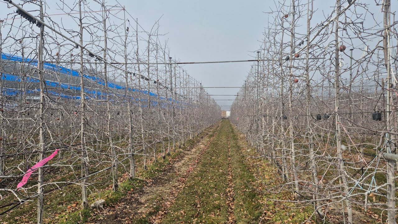 재식10년차 후지나무 전정(밀식재배,간벌)