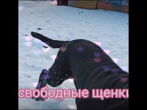 неаполитанский мастиф, щенки мастино Наполитано