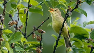 Bird sounds – Icterine warbler (Hippolais icterina)