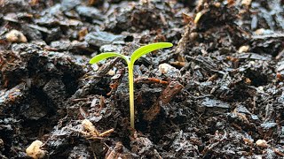 Episode 9: Improving Communication through losses (Iberis, Sage, Marigolds)