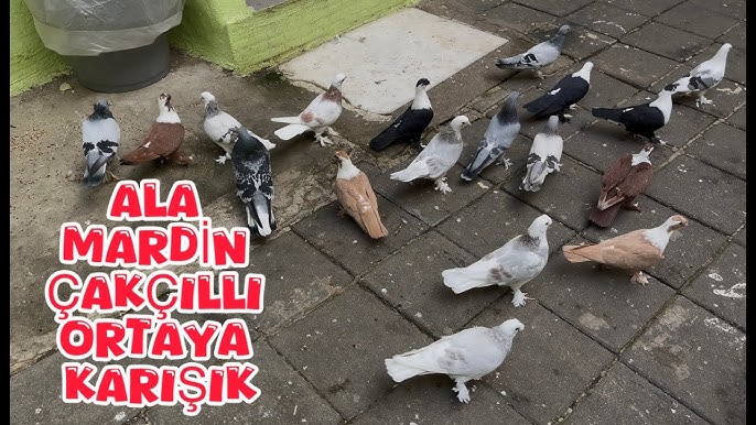 Seksi turk yigitlari