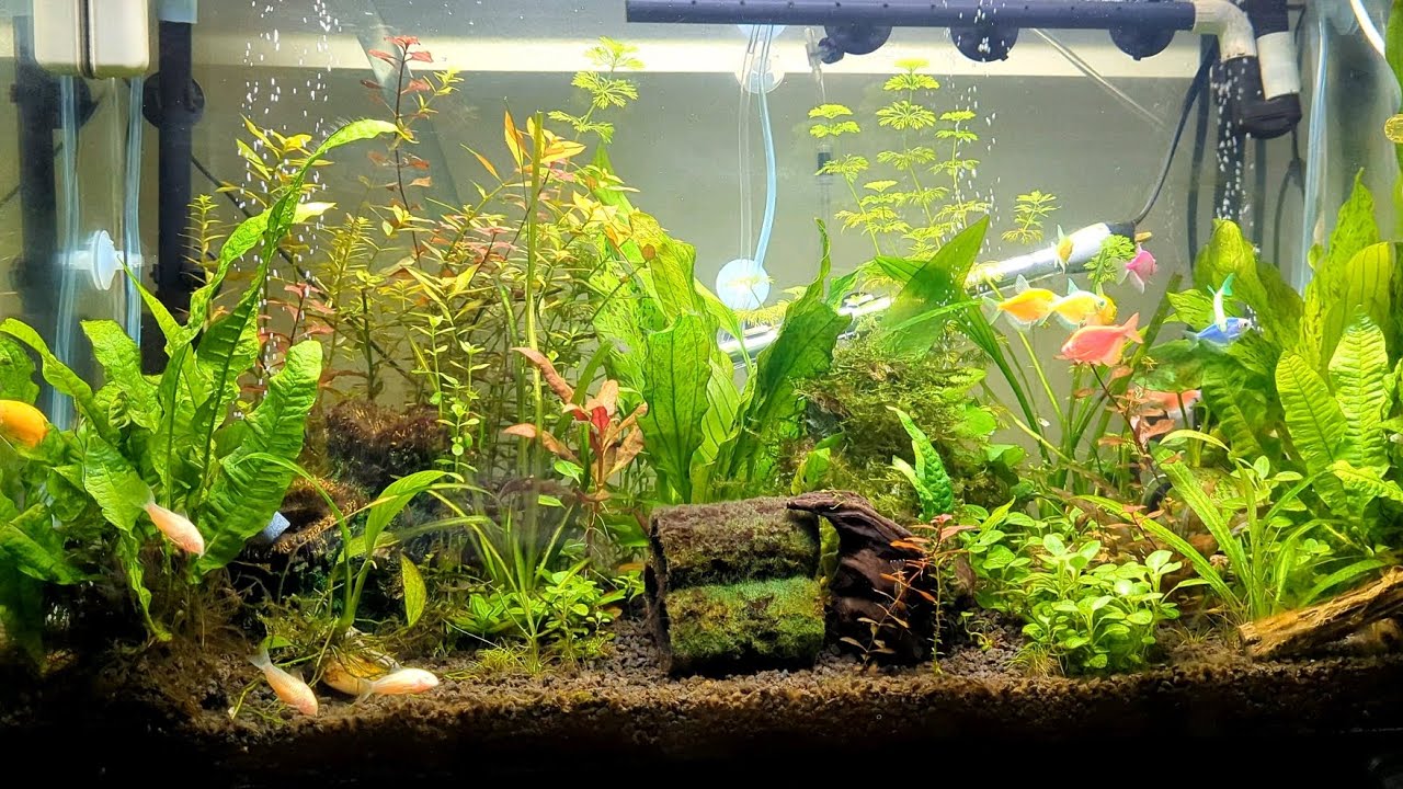 planted aquarium tank full setup price in Bangladesh foryou aquarium