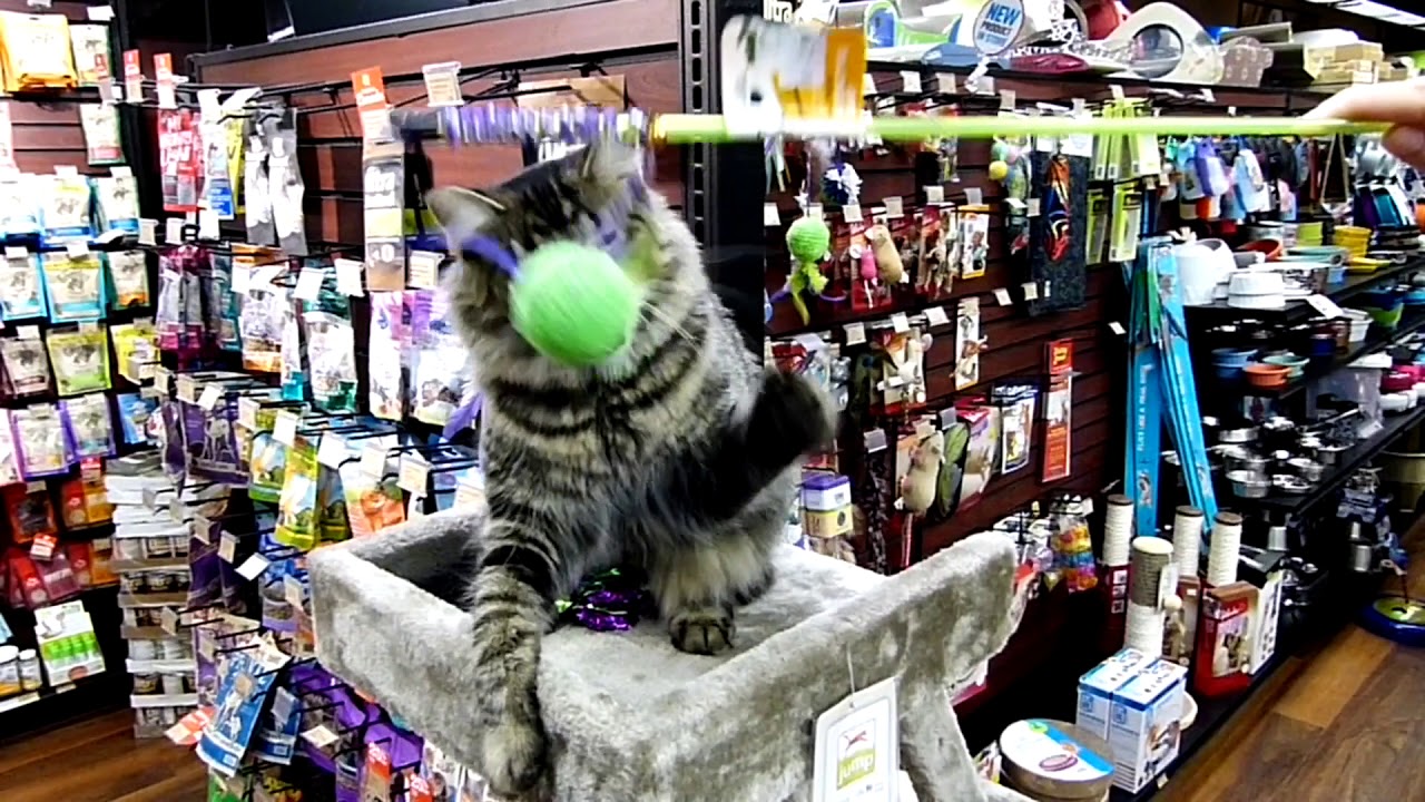 Rescue Cat MARLEY needs A Forever Home 🐾🐯Pet Valu strathcona Location