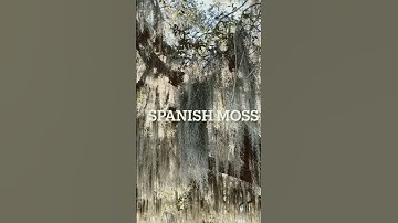 Thumbnail of #Spanish Moss #relaxingnaturesoundsforstressrelief #nature #louisiana