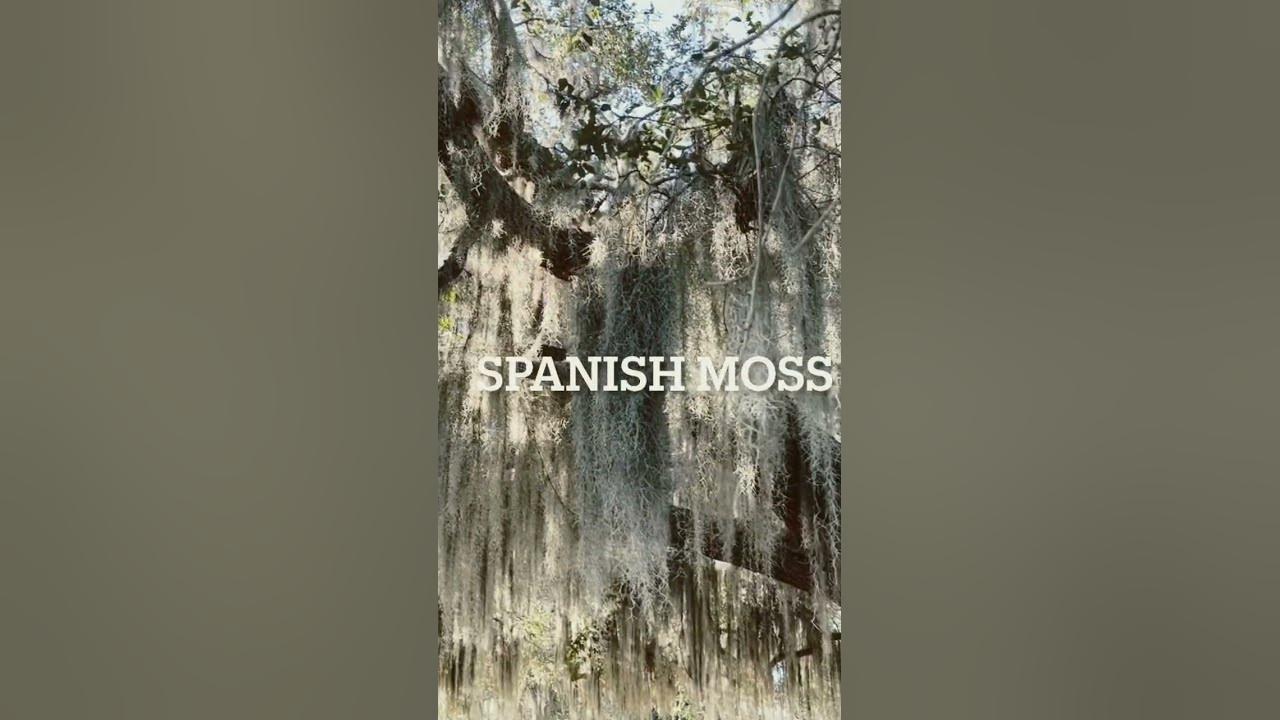 #Spanish Moss #relaxingnaturesoundsforstressrelief #nature #louisiana