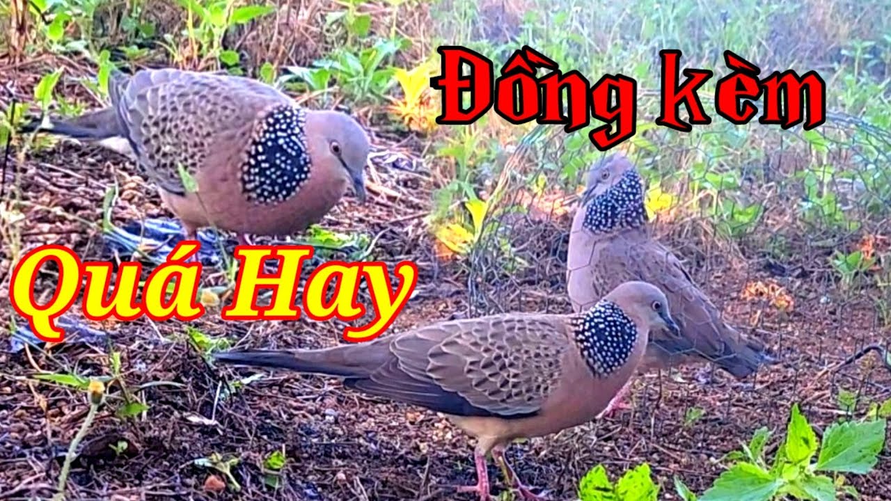 Đồng kèm quá hay.Thúc gù kèm gù .clip 1295 Hà Kon Tum. Chuyên cung cấp đồ ăn cho chim.