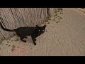 Stray Cat Can't Hold Emotions When she Finally Gets Human Attention